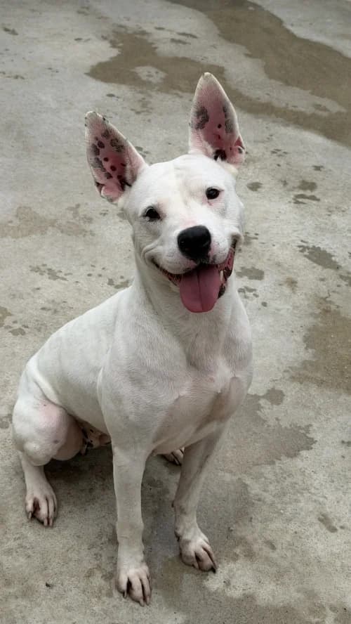 Llonganissa, female 6yo Pit Bull Terrier for adoption at CAAD Maresme