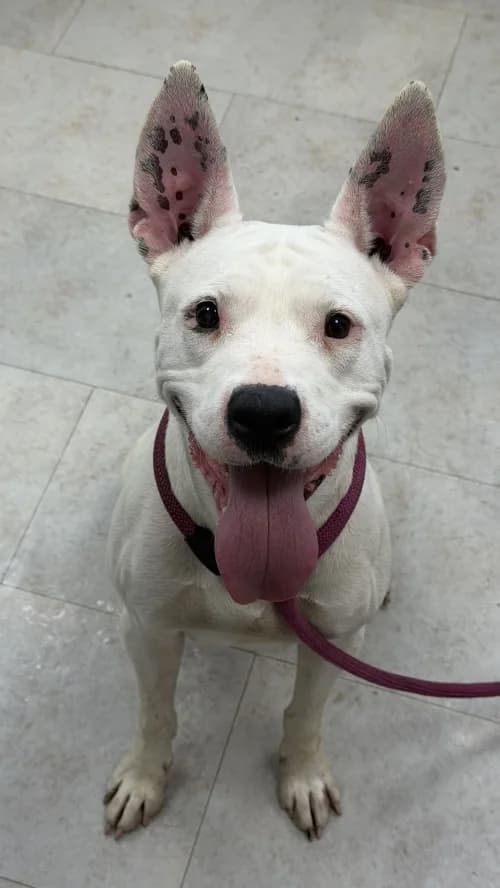 Llonganissa, female 6yo Pit Bull Terrier for adoption at CAAD Maresme