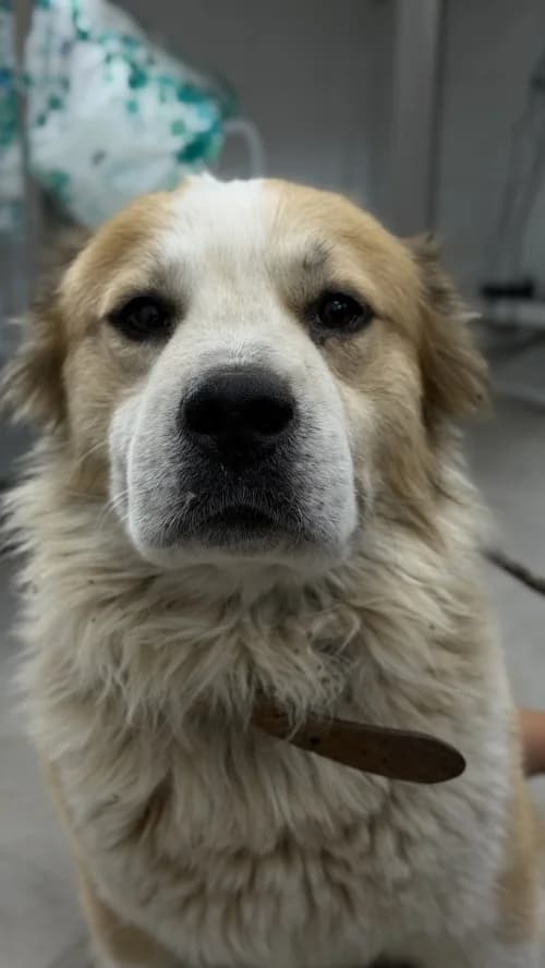 Pipo, male 4yo mixed breed for adoption at CAAD Maresme