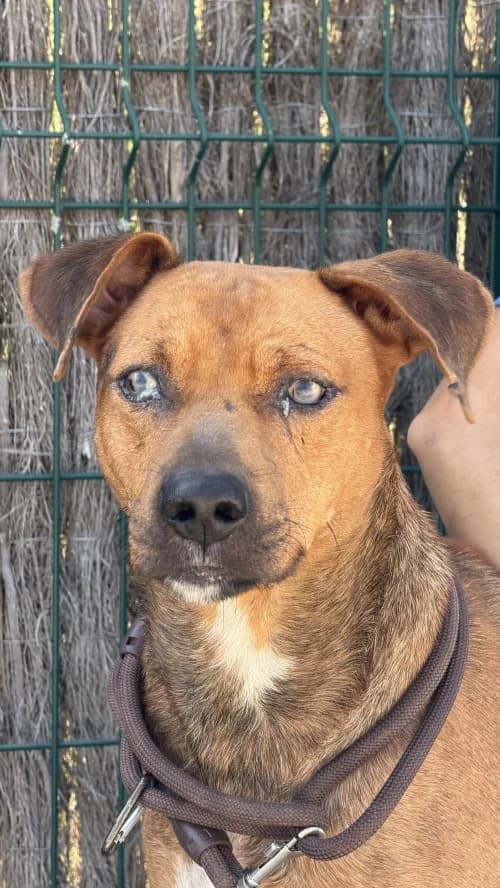 Joy, male 3yo mixed breed for adoption at CAAD Maresme