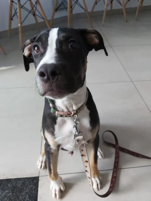 Emet, male mixed breed for adoption at CAAD Maresme