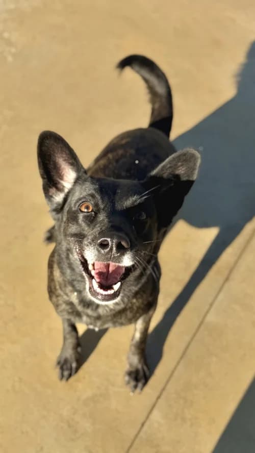 Alma, female young mixed breed for adoption at CAAD Maresme