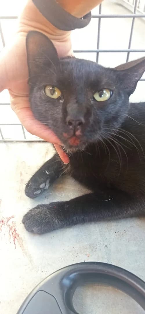 Fury, female mixed breed for adoption at CAAD Maresme