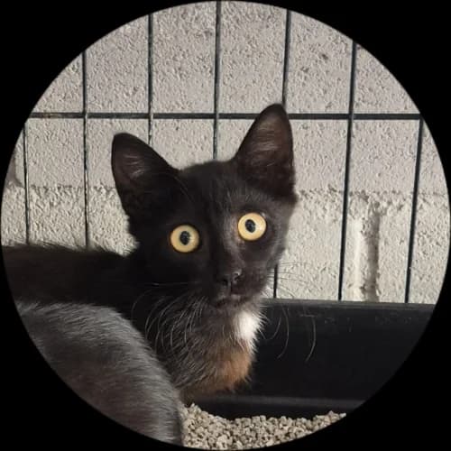 Ziki, male puppy mixed breed for adoption at CAAD Maresme