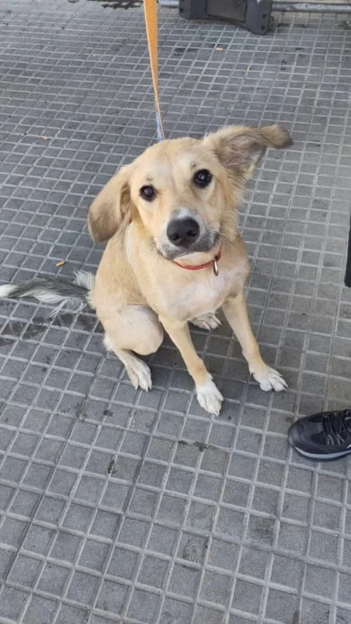 Nata, female puppy mixed breed for adoption at CAAD Maresme