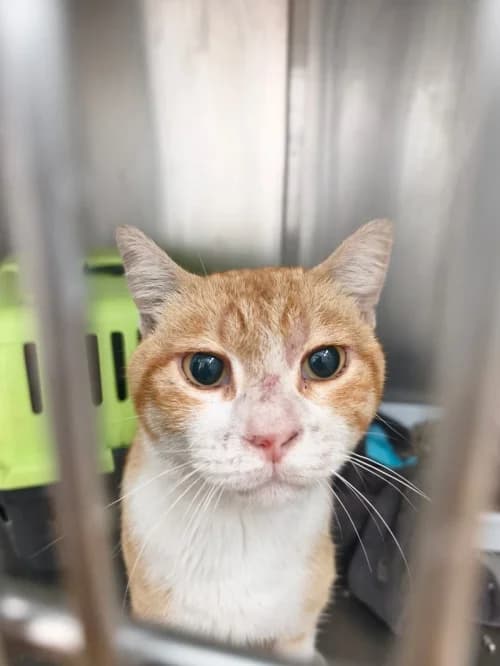 Garfield, male 6yo mixed breed for adoption at CAAD Maresme