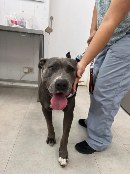 Duque, male 6yo American Staffordshire Terrier for adoption at CAAD Maresme