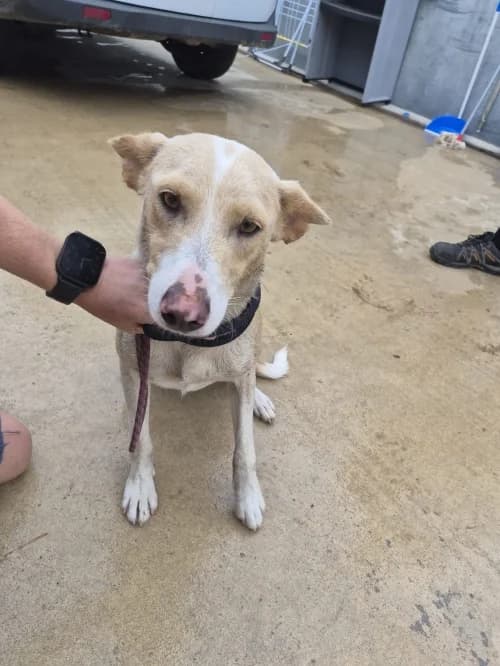 Lyra, female mixed breed for adoption at CAAD Maresme