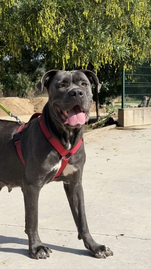 Fauna, female young Cane Corso for adoption at CAAD Maresme
