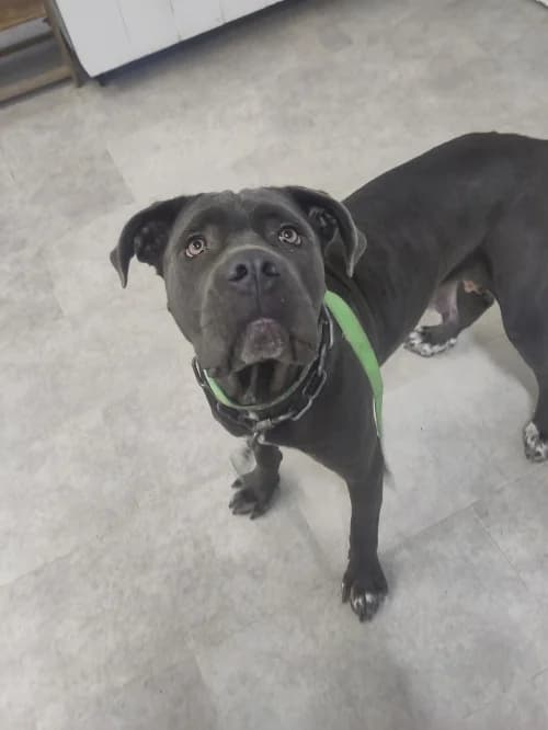 Fauna, female Cane Corso for adoption at CAAD Maresme