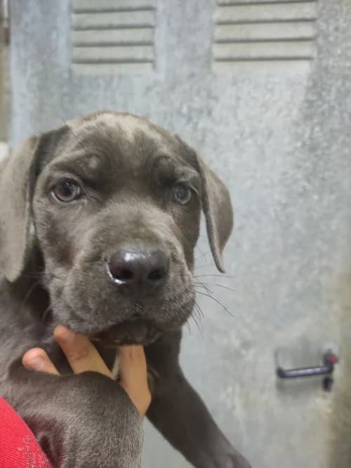 Flora, female Cane Corso for adoption at CAAD Maresme