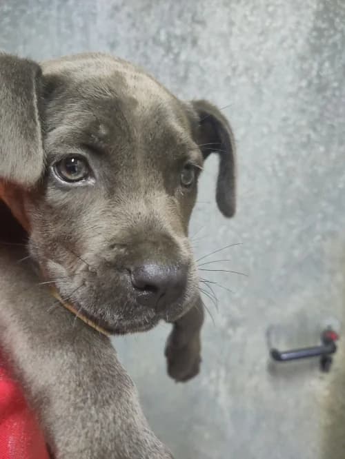 Fronda, female Cane Corso for adoption at CAAD Maresme