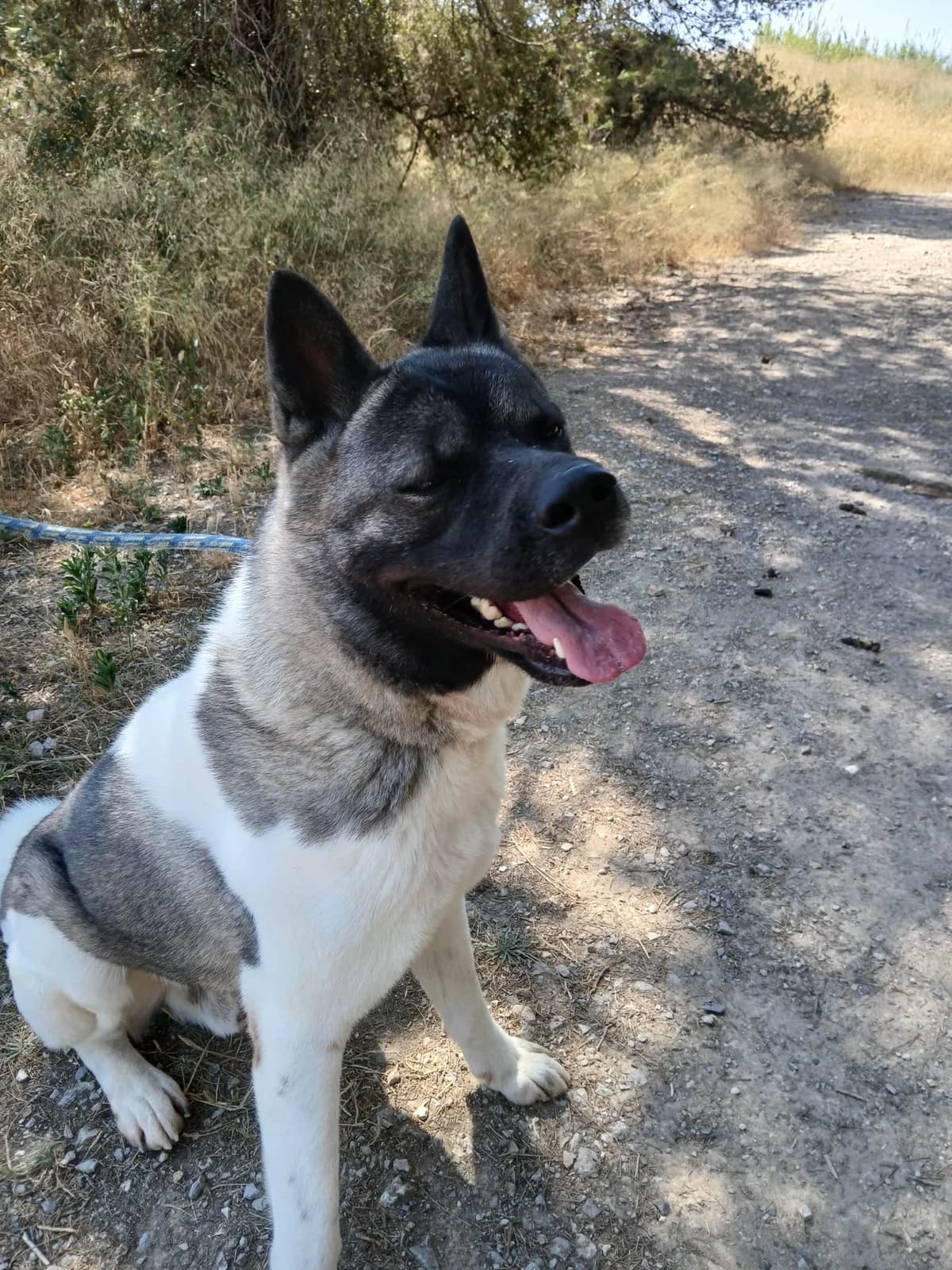 2026-0230 RIO, male young Mixed Breed for adoption at CAAD Penedès