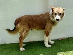 CHACO, male 3yo Mixed Breed for adoption at CAAN — Centro de Acogida de Animales de la Diputación de Pontevedra
