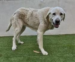 CHULA, female 3yo Mixed Breed for adoption at CAAN — Centro de Acogida de Animales de la Diputación de Pontevedra
