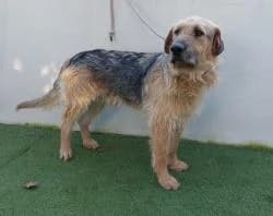 CIRANO, male 3yo Mixed Breed for adoption at CAAN — Centro de Acogida de Animales de la Diputación de Pontevedra