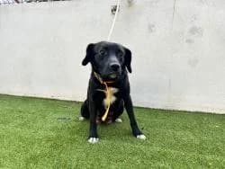 DELA, female 3yo Mixed Breed for adoption at CAAN — Centro de Acogida de Animales de la Diputación de Pontevedra