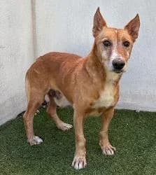 ELTON, male 3yo Mixed Breed for adoption at CAAN — Centro de Acogida de Animales de la Diputación de Pontevedra
