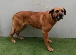 FARO, male senior Mixed Breed for adoption at CAAN — Centro de Acogida de Animales de la Diputación de Pontevedra