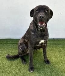 FRISA, female 3yo Mixed Breed for adoption at CAAN — Centro de Acogida de Animales de la Diputación de Pontevedra