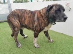 KEEN, male senior Spanish Mastiff for adoption at CAAN — Centro de Acogida de Animales de la Diputación de Pontevedra