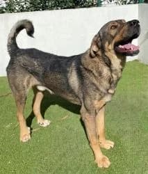 LOBO, male puppy Spanish Mastiff for adoption at CAAN — Centro de Acogida de Animales de la Diputación de Pontevedra