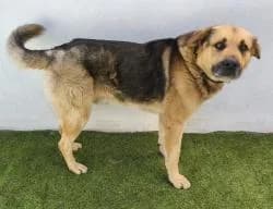 LORENZO, male 3yo Mixed Breed for adoption at CAAN — Centro de Acogida de Animales de la Diputación de Pontevedra