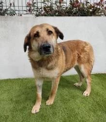 NUSKA, female 3yo Mixed Breed for adoption at CAAN — Centro de Acogida de Animales de la Diputación de Pontevedra