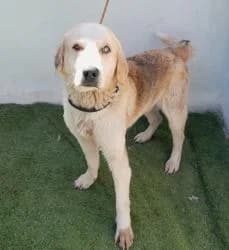 PETER, male 3yo Mixed Breed for adoption at CAAN — Centro de Acogida de Animales de la Diputación de Pontevedra
