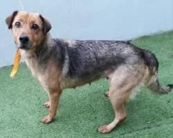 PICOTA, female 3yo Mixed Breed for adoption at CAAN — Centro de Acogida de Animales de la Diputación de Pontevedra