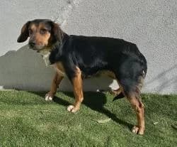 PIPA, female 3yo Mixed Breed for adoption at CAAN — Centro de Acogida de Animales de la Diputación de Pontevedra