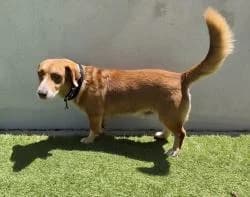 PIPO, male 3yo Mixed Breed for adoption at CAAN — Centro de Acogida de Animales de la Diputación de Pontevedra
