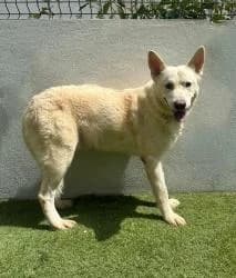 RALF, male 3yo mixed breed for adoption at CAAN — Centro de Acogida de Animales de la Diputación de Pontevedra