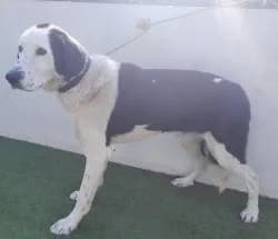 RUFIAN, male 3yo Mixed Breed for adoption at CAAN — Centro de Acogida de Animales de la Diputación de Pontevedra
