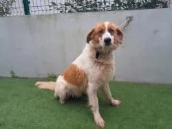 TOREO, male 3yo Mixed Breed for adoption at CAAN — Centro de Acogida de Animales de la Diputación de Pontevedra