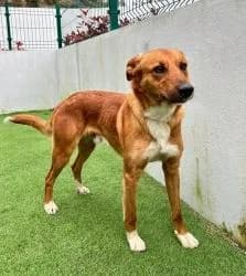 TOURO, male 3yo Mixed Breed for adoption at CAAN — Centro de Acogida de Animales de la Diputación de Pontevedra