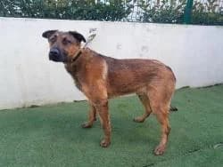 TOXO, male 3yo Mixed Breed for adoption at CAAN — Centro de Acogida de Animales de la Diputación de Pontevedra
