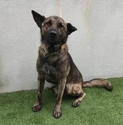 TUDOR, male 3yo Mixed Breed for adoption at CAAN — Centro de Acogida de Animales de la Diputación de Pontevedra