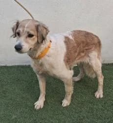 TULI, female 3yo Mixed Breed for adoption at CAAN — Centro de Acogida de Animales de la Diputación de Pontevedra