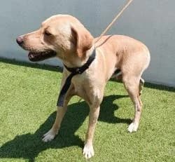 YIM, male 3yo Mixed Breed for adoption at CAAN — Centro de Acogida de Animales de la Diputación de Pontevedra