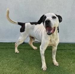 ZIO, male 3yo Mixed Breed for adoption at CAAN — Centro de Acogida de Animales de la Diputación de Pontevedra