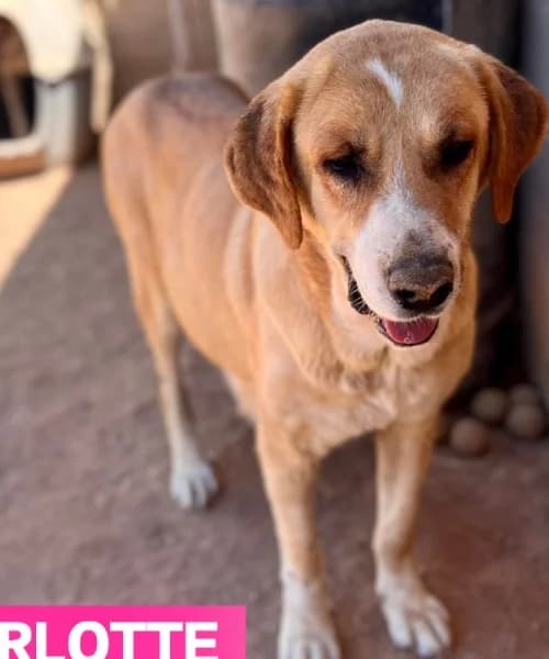 Charlotte, female 5yo mixed breed for adoption at Caminando Con Ellos Anguimar, Murcia