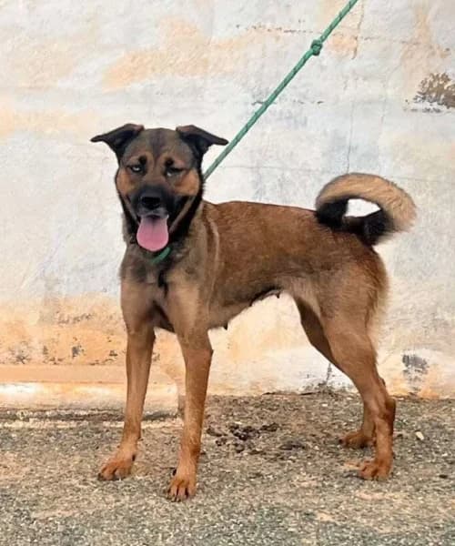 Doly parton, female 5yo Mixed Breed for adoption at Caminando Con Ellos Anguimar, Murcia