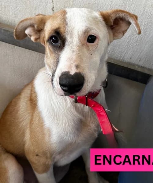 Encarnacion, female young Mixed Breed for adoption at Caminando Con Ellos Anguimar, Murcia