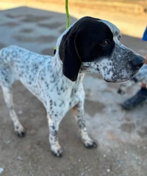 Kovi, male 5yo Pointer for adoption at Caminando Con Ellos Anguimar, Murcia