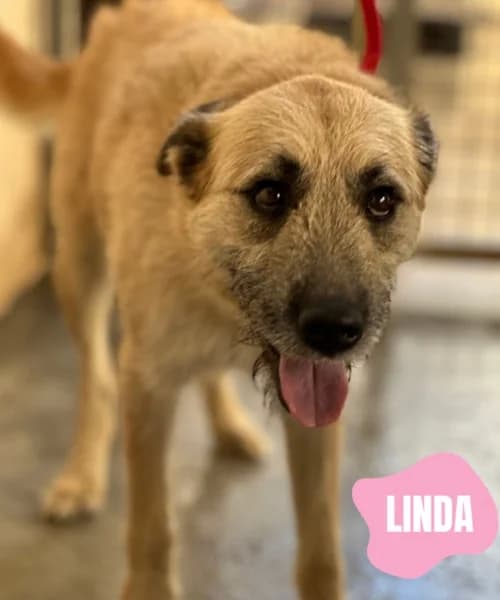 Linda, female 3yo Mixed Breed for adoption at Caminando Con Ellos Anguimar, Murcia