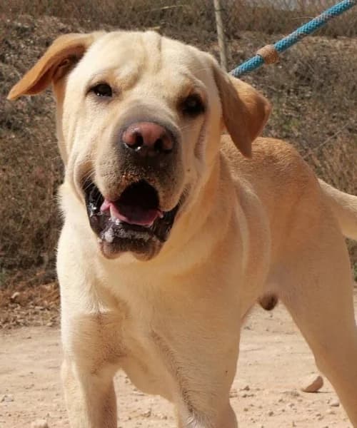Murphy, male 4yo Mixed Breed for adoption at Caminando Con Ellos Anguimar, Murcia