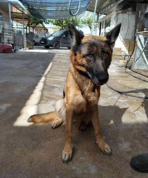 Sia, female 7yo mixed breed for adoption at Caminando Con Ellos Anguimar, Murcia