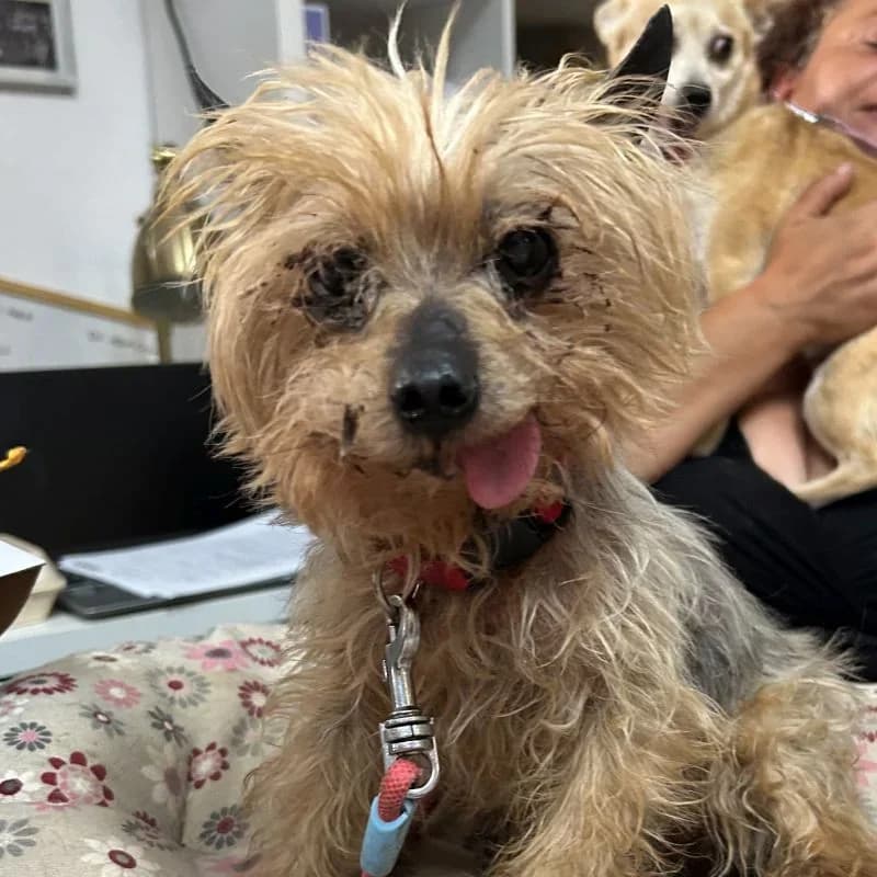 Frodo, Mixed Breed for adoption at La Casa de las Estrellas, North Lanzarote