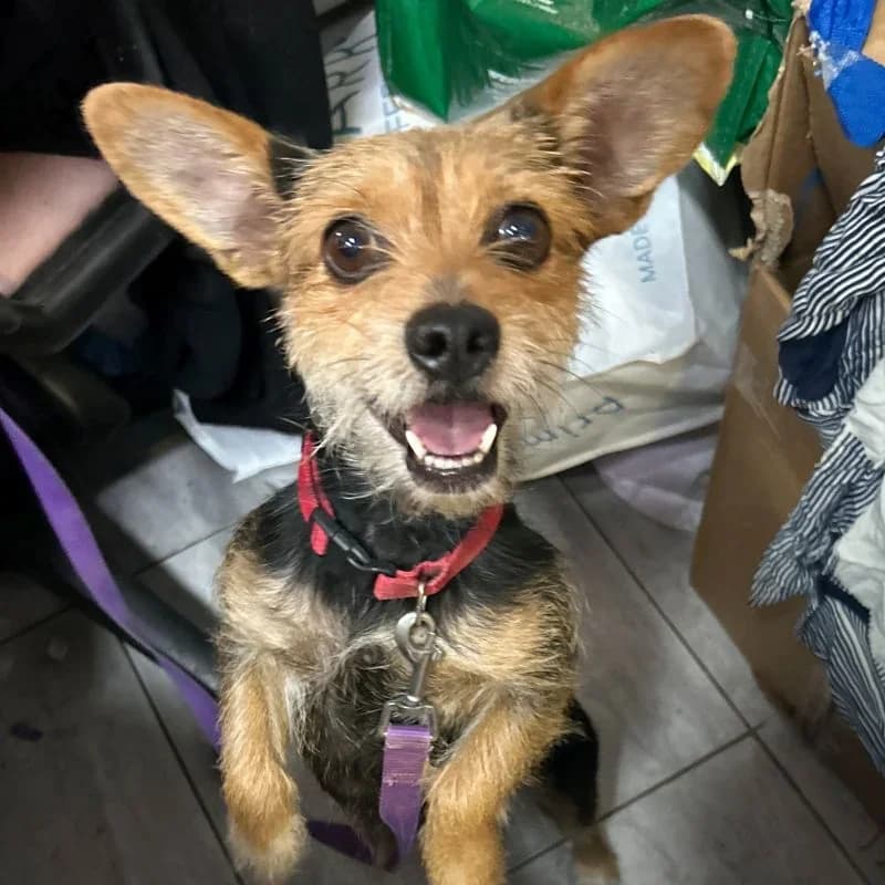 Lola, Mixed Breed for adoption at La Casa de las Estrellas, North Lanzarote